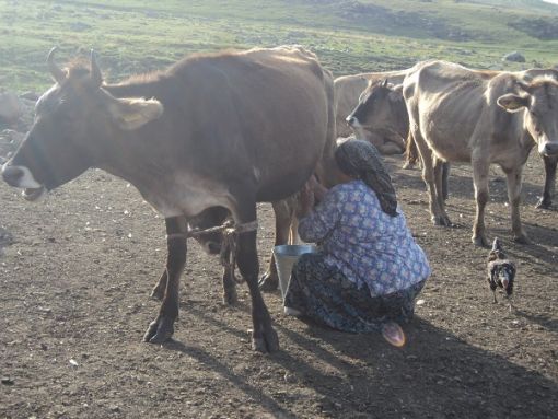  gün batımı süt sağımı