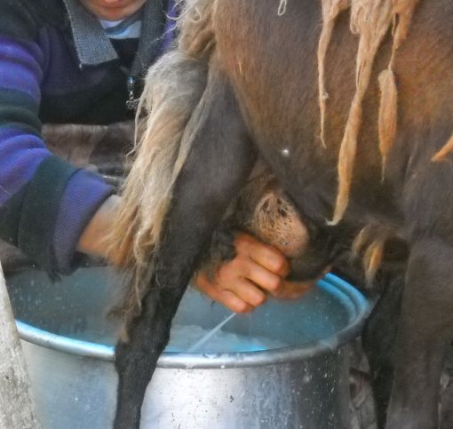  koyun sağımı