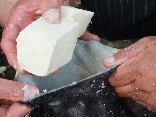 Peynir yerken neden gıcırdar Peynir neden gıcırdar